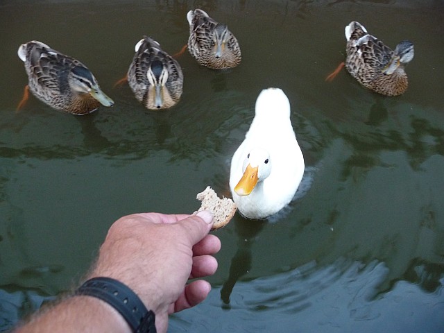RE: Entenküken geschlüpft . . . - Enten-Forum